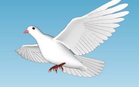 Flying White Pigeon