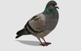 Rock Dove