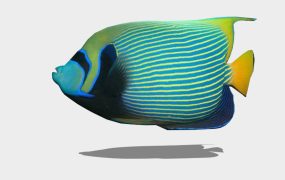 Emperor Angelfish