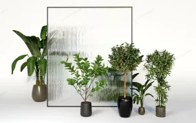 Home Decor Plants