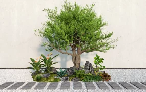 Ornamental Garden Plants