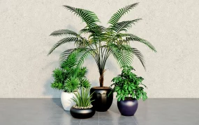 Set Of Houseplants