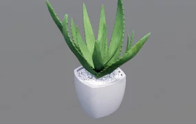 Potted Aloe Plant