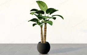 Old Stalk Monstera Deliciosa