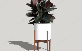 Indoor Rubber Tree Plant