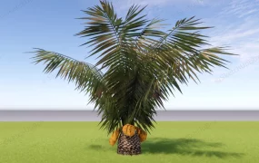 Sago Palm Tree