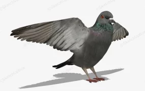 Rock Pigeon
