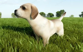 Chinese Pastoral Dog