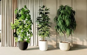 3 Large And Tall Houseplants