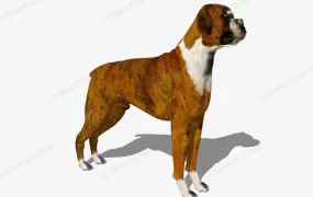 Brown Boxer Dog