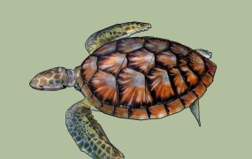 Colorful Sea Turtle