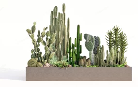 Cactus Raised Garden Idea