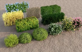 Landscape Hedge Shrubs