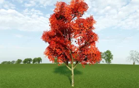 Red Maple Tree
