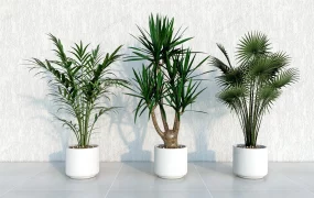 Live House Plants