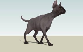 Black Sphynx Cat