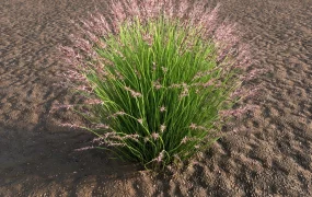 Crimson Fountaingrass