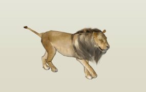 Male Lion