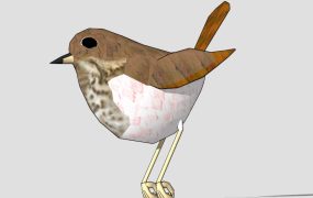 Waterthrush Bird