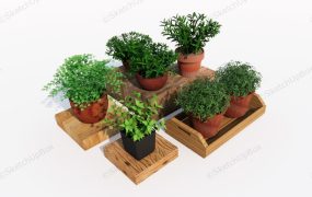 Herb Garden Plants
