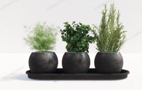 Indoor Herb Garden Plants