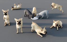 French Bulldog Puppies