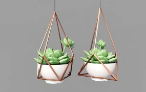 Hanging Succulent Plants