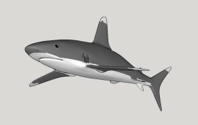 Bull Shark
