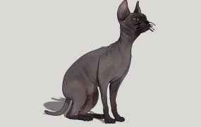 Sphynx Cat