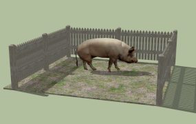 Pig in Farm