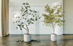 Large Indoor Trees