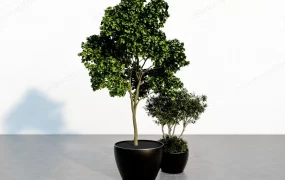 Black Potted Tree