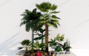 Tropical Trees And Planters