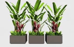 Strelitzia Reginae Plants