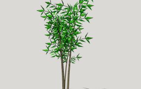 Bamboo Tree Plant