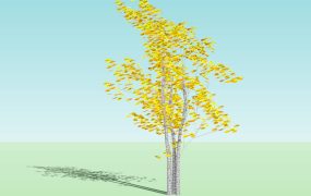 Deciduous Tree Yellow Birch in Autumn