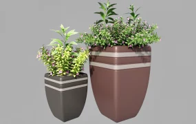 Potted Flowering Plants