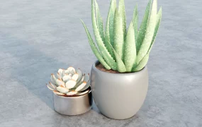 Potted Succulents