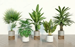 5 Indoor Plants Set