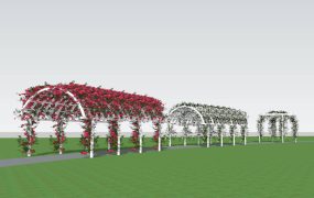Climbing Roses Pergolas Arch