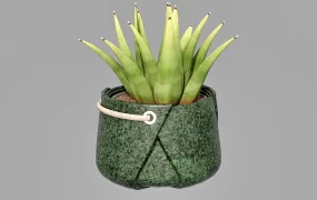 Aloe Vera Plant In Pot