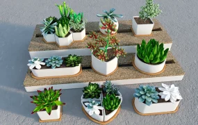 Succulent Plant Collection