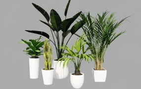 Collection Of 5 Potted Plants