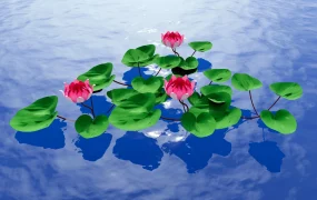 Water Lily Pond Plants