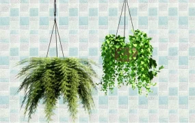 Hanging Indoor Houseplants