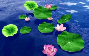 Water Lotus Plant