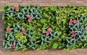 Vertical Garden Walls