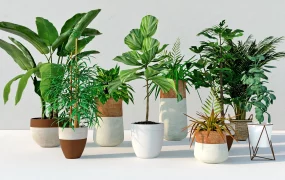 Living Room Houseplants