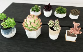 Common Succulent Plants