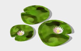 Water Lily Plant